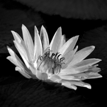 WATER LILLY-0583