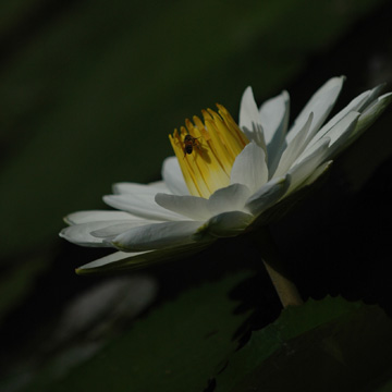 Water Lilly with Bee-0604