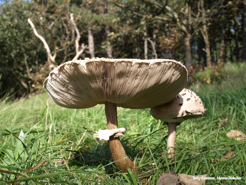 Parasol zwam, maar dan van onderen