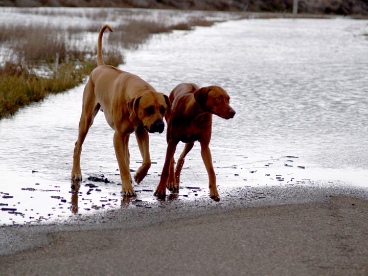 The road to the estuary was flooded...    the tide was so high...