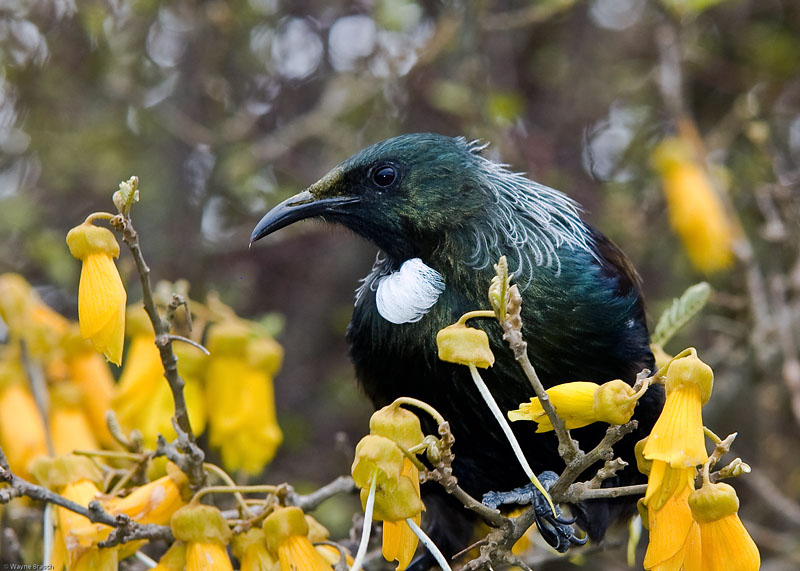 TUI - Prosthemadera novaeseelandiae