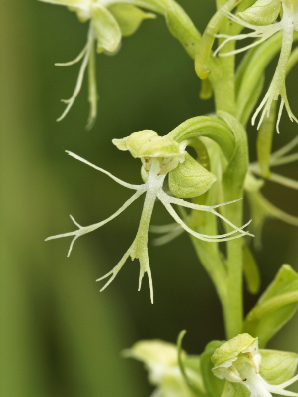 Day 1: Platanthera lacera (green fringed orchid)