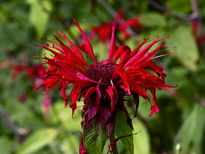 Day 3: Monarda didyma (bee  balm) on the roadside