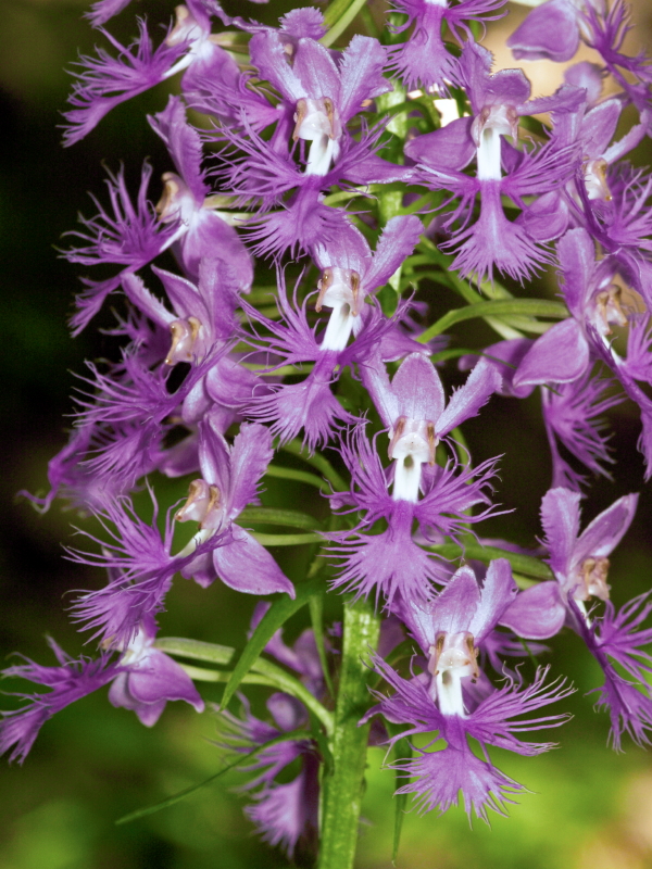 Platanthera shriveri (pale frilly orchid)