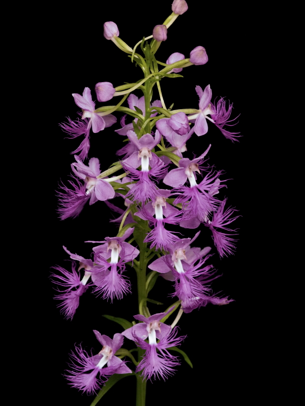 Platanthera shriveri (pale frilly orchid)