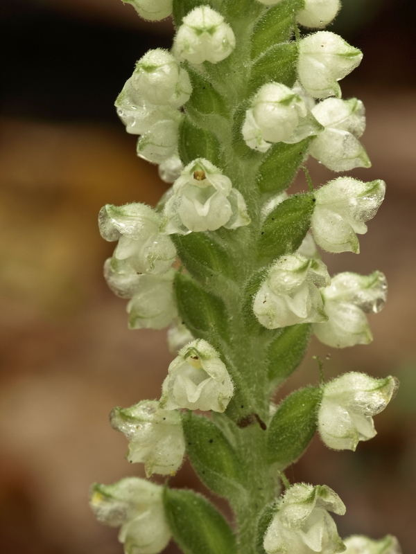 Goodyera pubescens (Downy rattlesnake plantain)