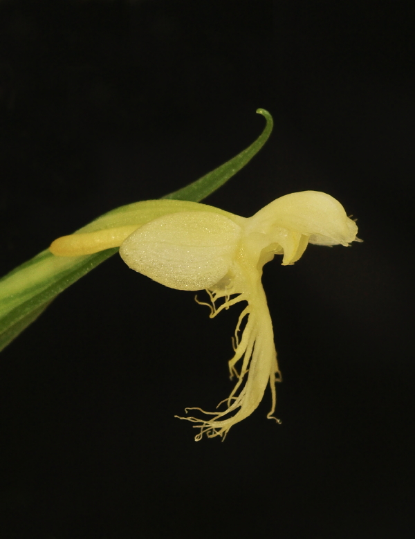 Platanthera pallida closeup showing curved lip