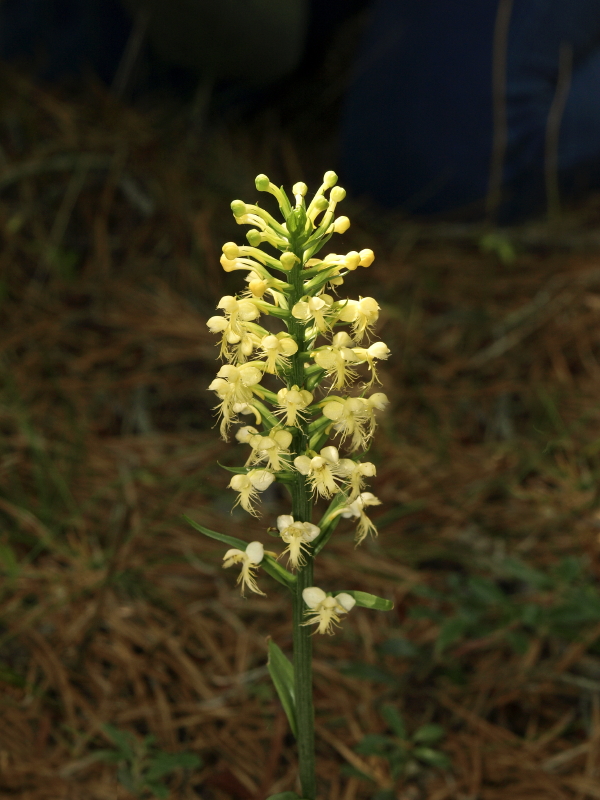 Platanthera pallida -- the best plant we saw all day. Note lower flowers fading to almost white