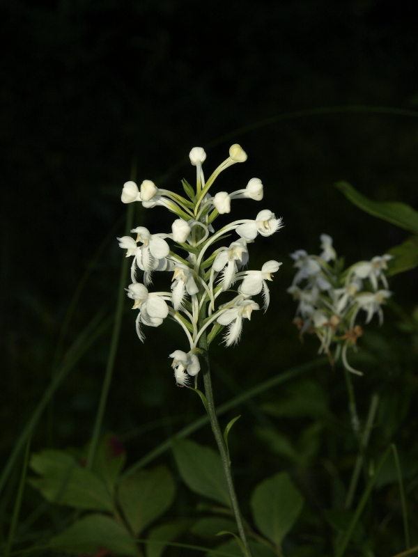Platanthera blephariglottis