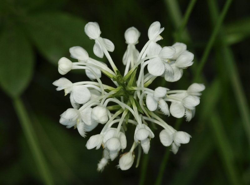 Platanthera blephariglottis