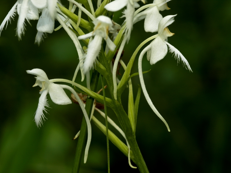 Platanthera blephariglottis