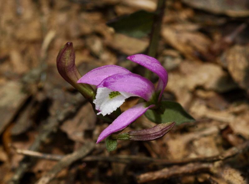 Triphora trianthophora - the only magenta one we saw all day