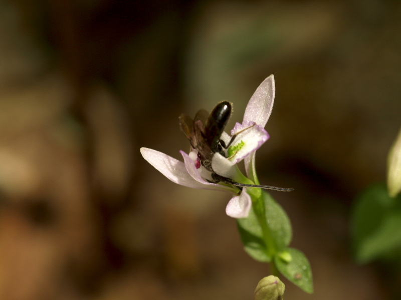 Triphora trianthophora and Halictid bee - found it!
