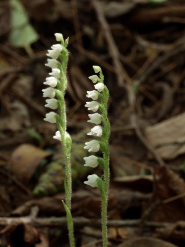 Goodyera repens flowers - note that they are facing one side only