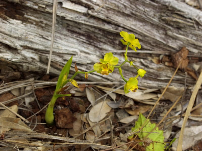 Cyrtopodium polyphyllum - this entire plant is only 4 tall. Shows what determination will do...