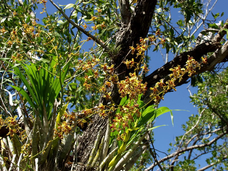 Cyrtopodium punctatum - same group a bit closer