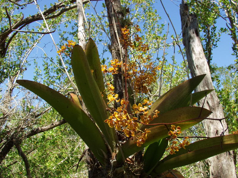 Trichocentrum luridum - a much larger plant with several large spikes