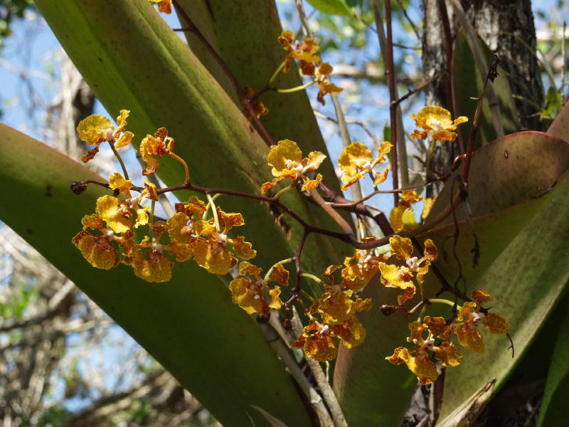 Trichocentrum luridum - a bit closer