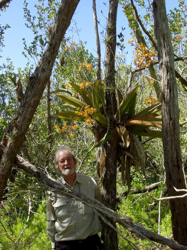 Trichocentrum luridum - my Brit friend, Graham Giles, adding a bit of scale to the photo