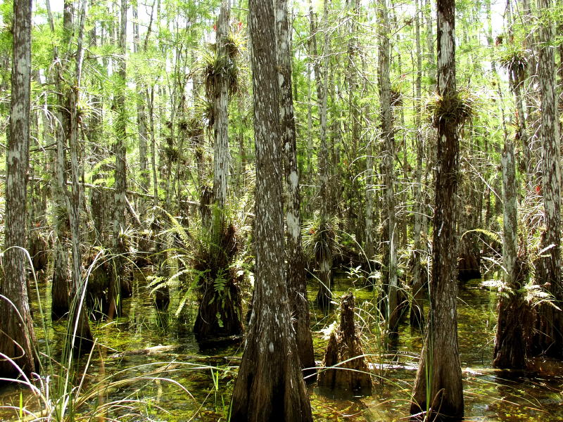 Cypress hammock - note the many bromelliads on the cypress trunks