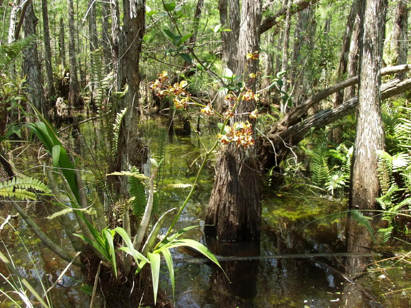 Cypress hammock - Cyrtopodium punctatum plant down low on the cypress knees