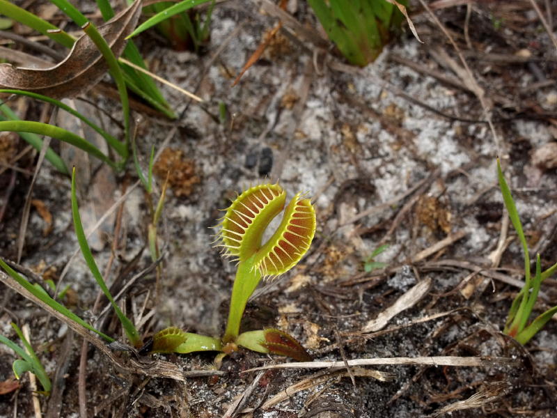 Venus flytrap double trap - how fortunate to find this one