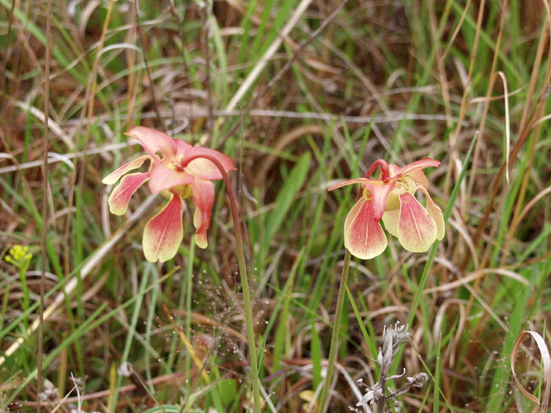 S. xrehderi (S. rubra x S. minor)