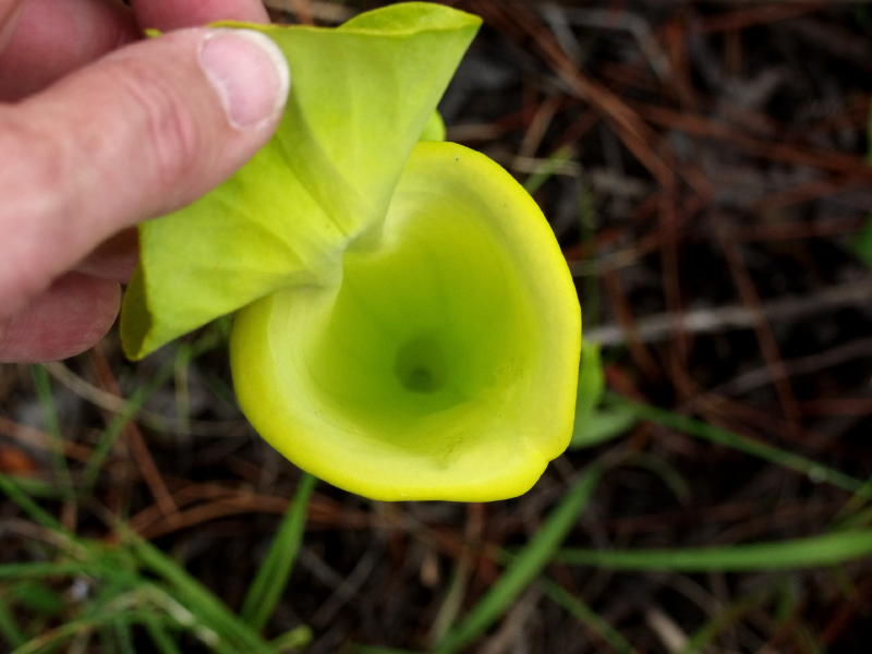 Wheres the handle to flush this one? (S. flava var. maxima)
