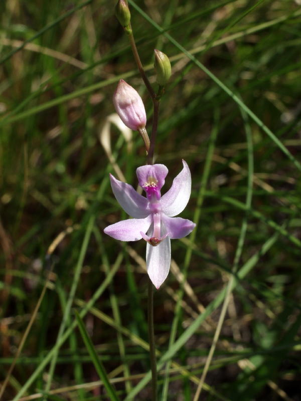 Calopogon pallidus