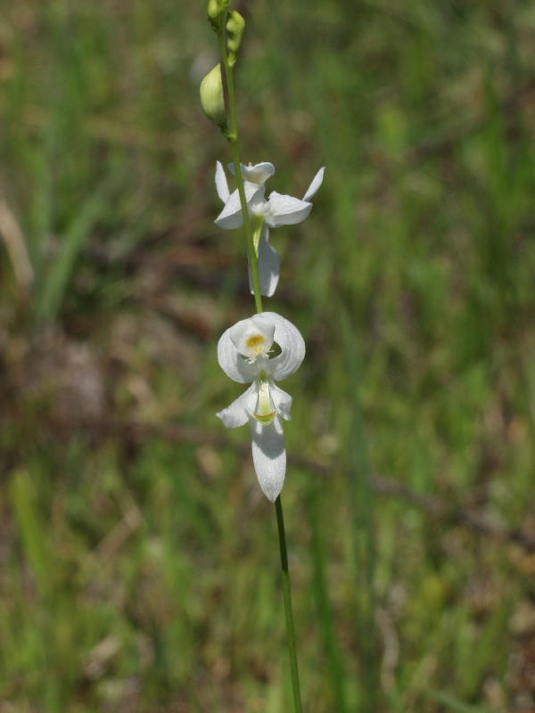 Calopogon pallidus - white form with very highly reflexed sepals