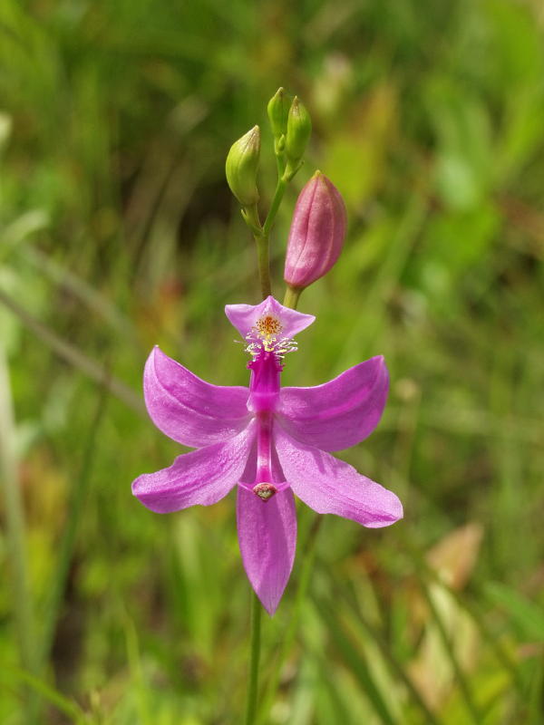 Calopogon tuberosus
