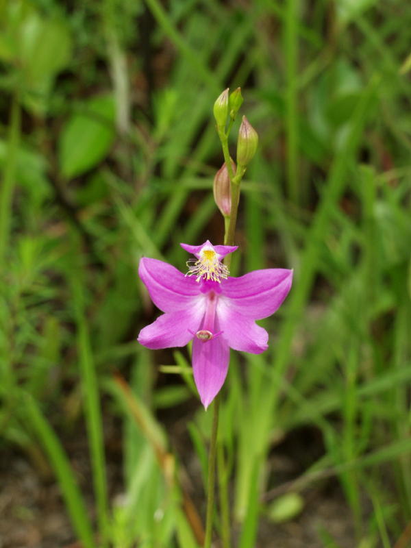 Calopogon tuberosus