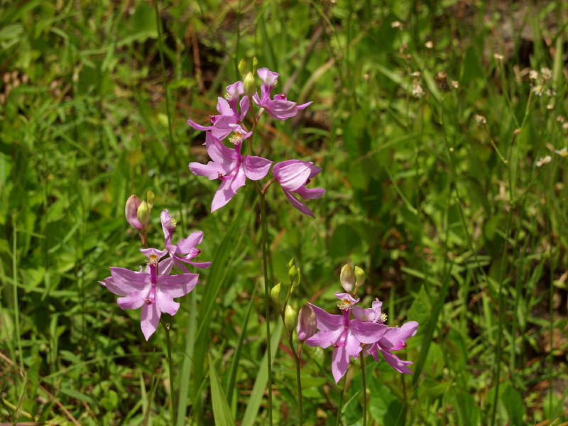 Calopogon tuberosus group