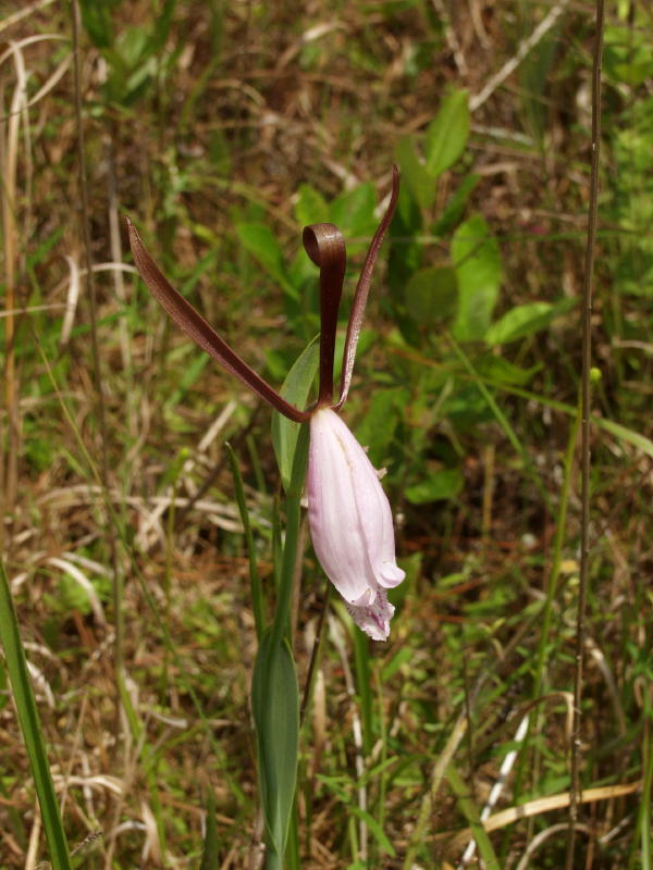 Cleistes divaricata