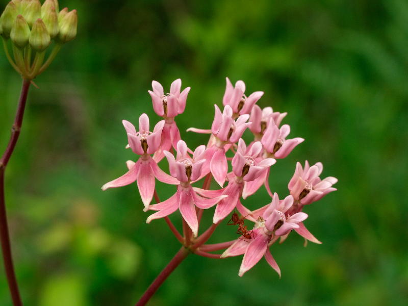 Asclepias rubra