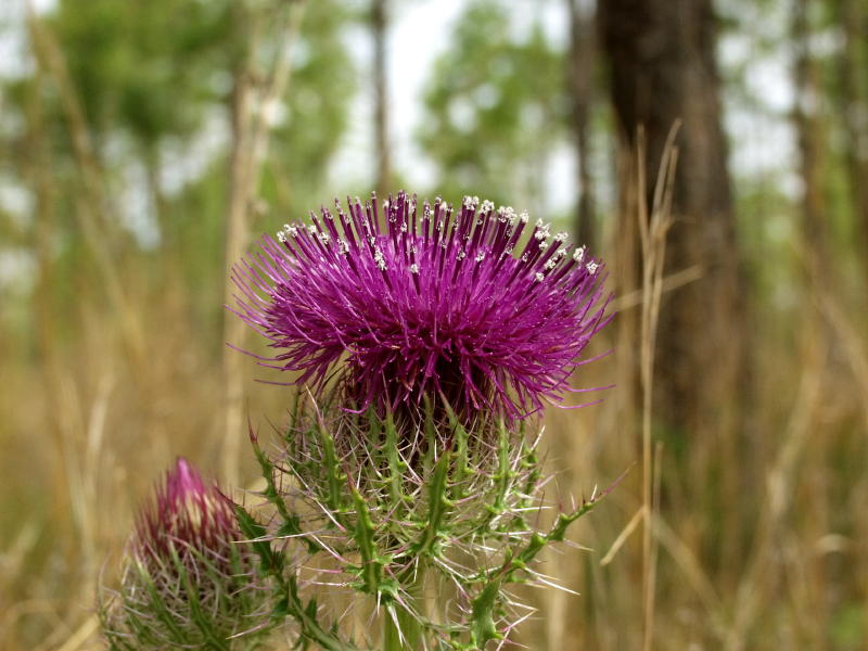 Carduus spinosissimus - they were everywhere in profusion