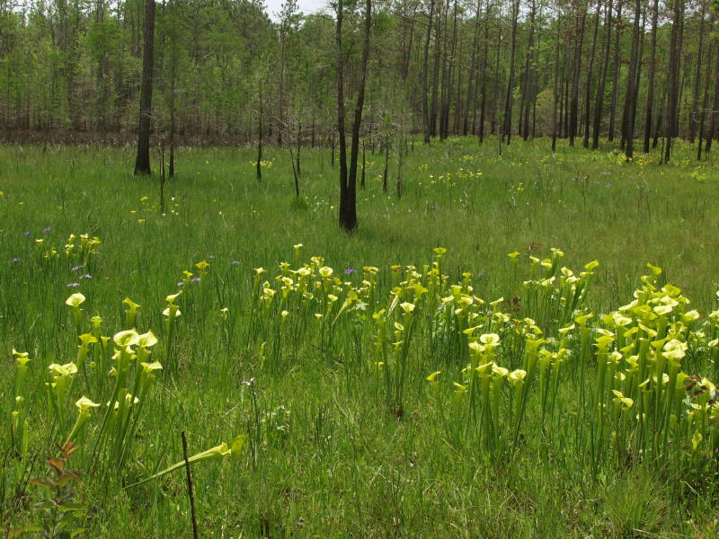 Sarracenia flava and Iris tridentata in a cypress-filled Carolina bay