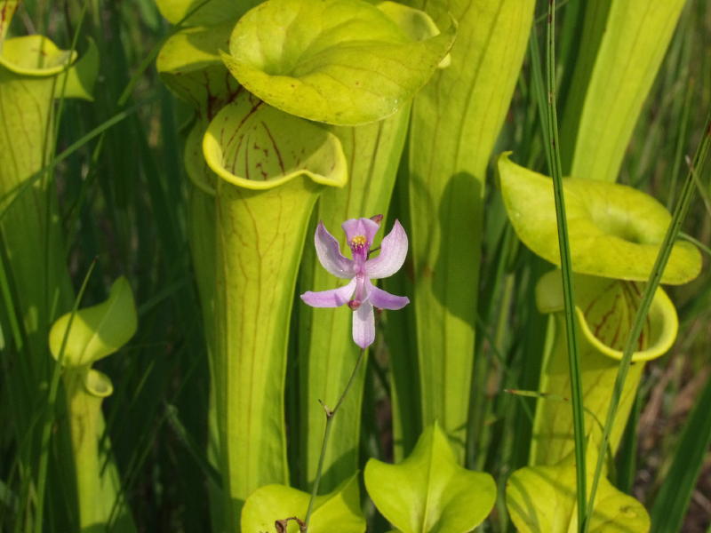 Calopogon pallidus growing in front of Sarracenia flava