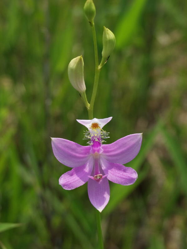 Calopogon tuberosus - bicolor