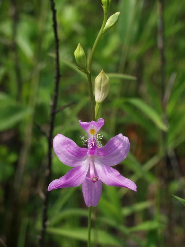 Calopogon tuberosus with suspect C. pallidus parentage - note reflexed sepals