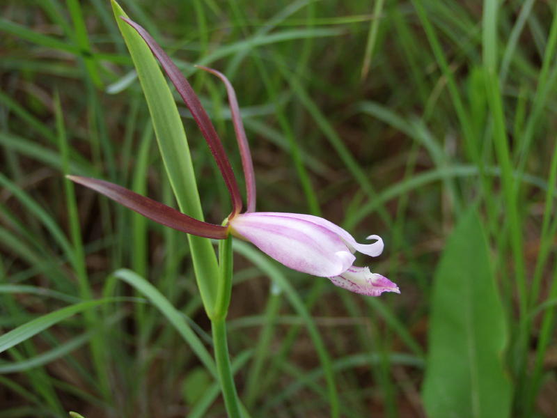 Cleistes divaricata - note unusual stripes on petals