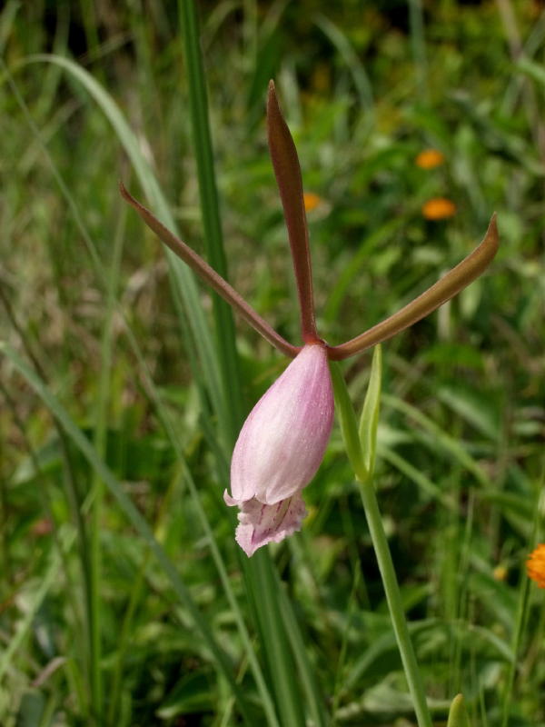Cleistes divaricata