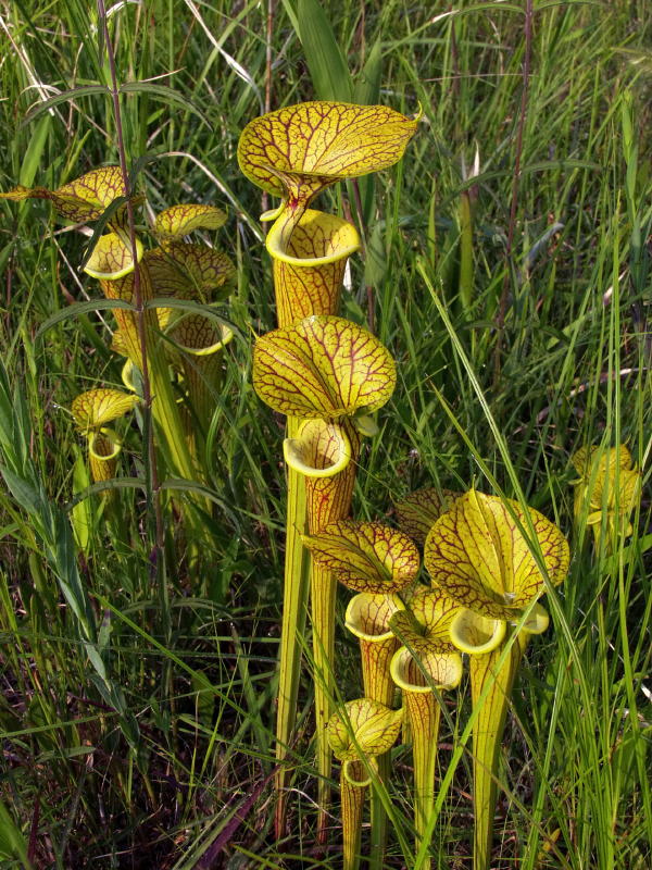 Sarracenia flava var. ornata - guess why its named ornata?