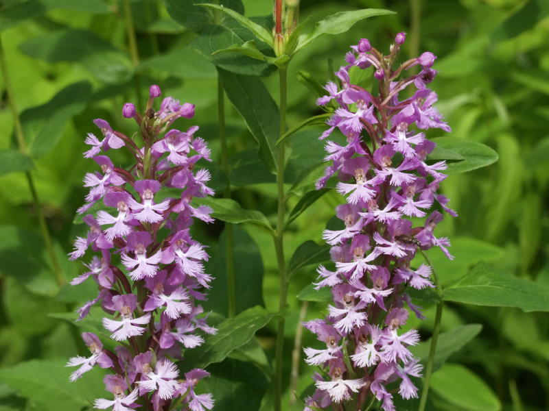 Platanthera psycodes duo