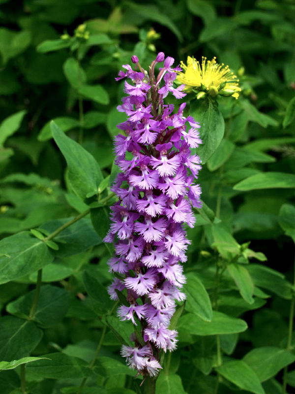 Platanthera psycodes