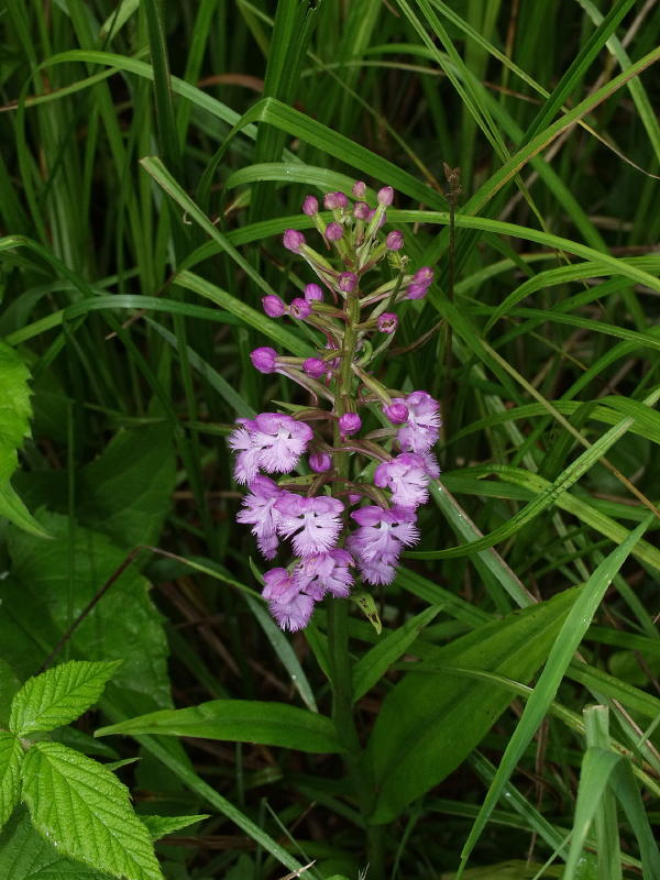 Platanthera psycodes