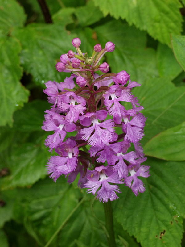 Platanthera psycodes