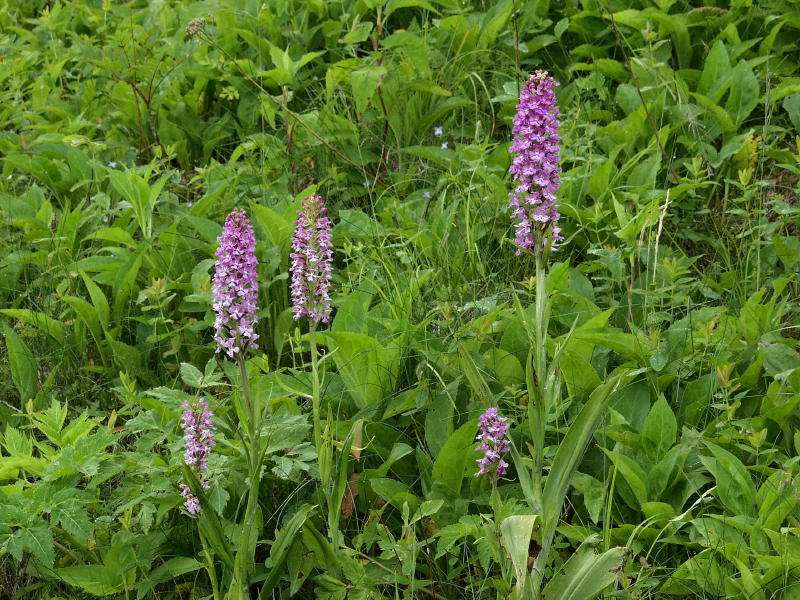 Platanthera psycodes  - a group next to the Mt. Mitchell restaurant parking lot
