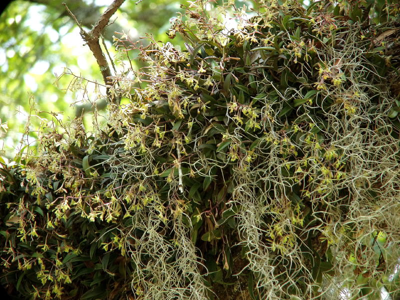 Epidendrum magnoliae group - as close as I could get...