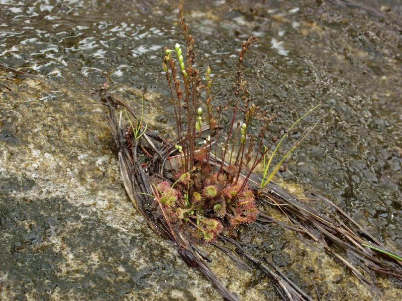Drosera rotundifolia on the granite bald making its own tiny micro island